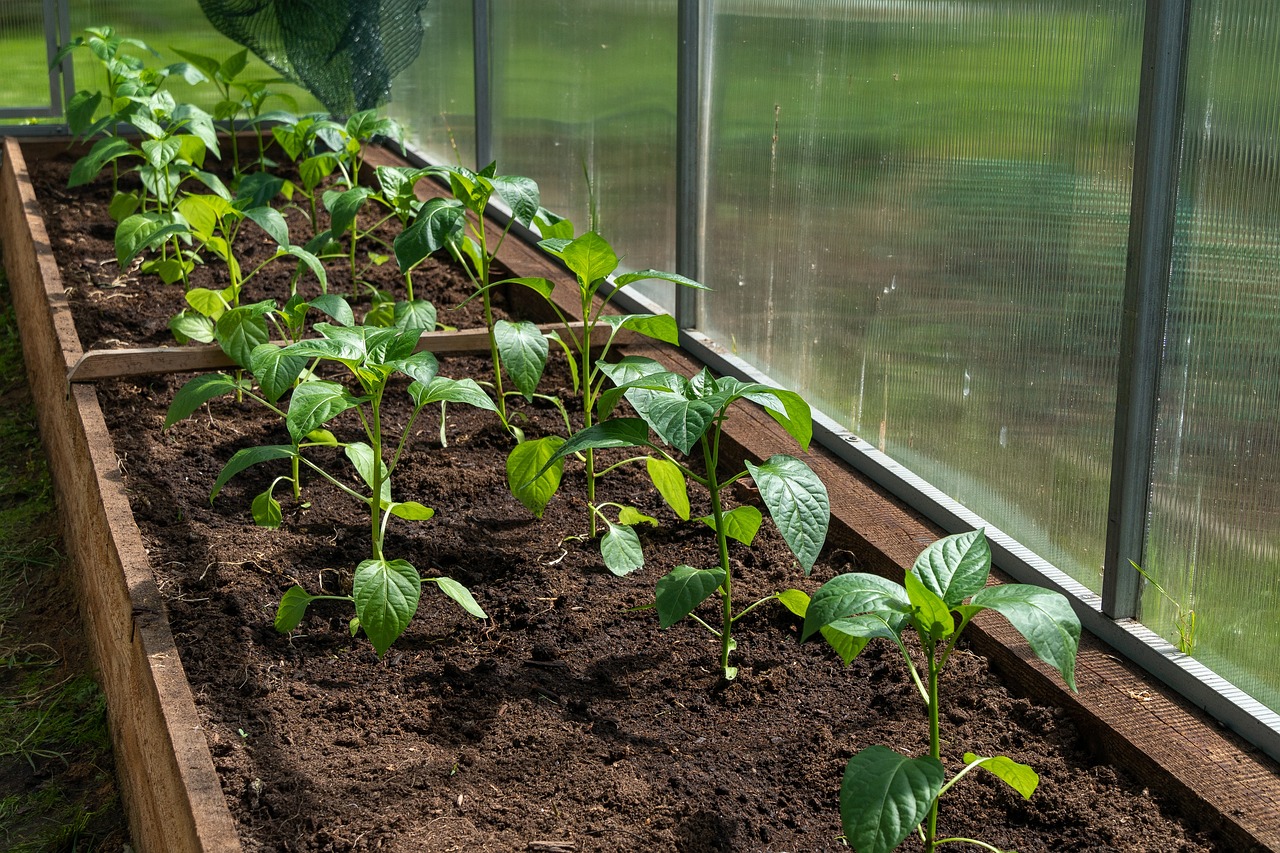 How to Set Up a Greenhouse for Year-Round Gardening